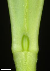 Veronica ×franciscana. Leaf bud with sinus. Scale = 1 mm.
 Image: P.J. Garnock-Jones © P.J. Garnock-Jones CC-BY-NC 3.0 NZ